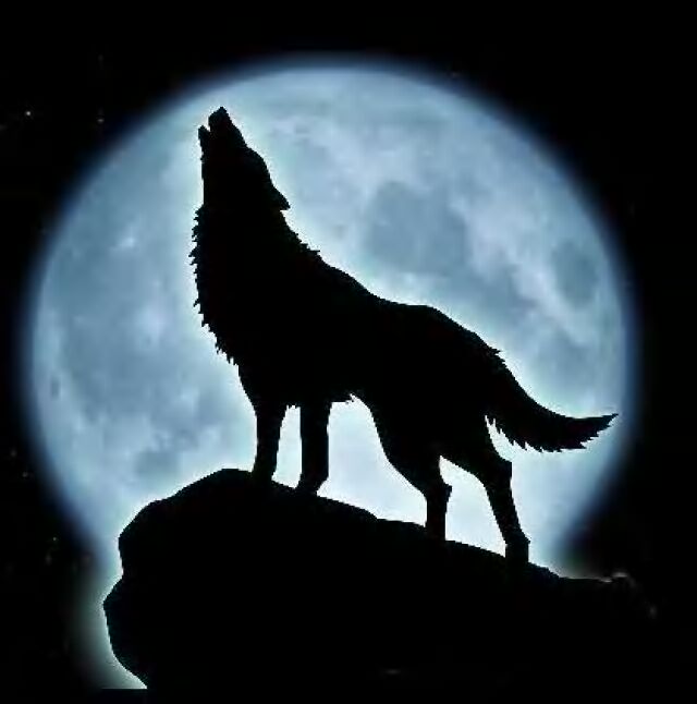 Image of wolf